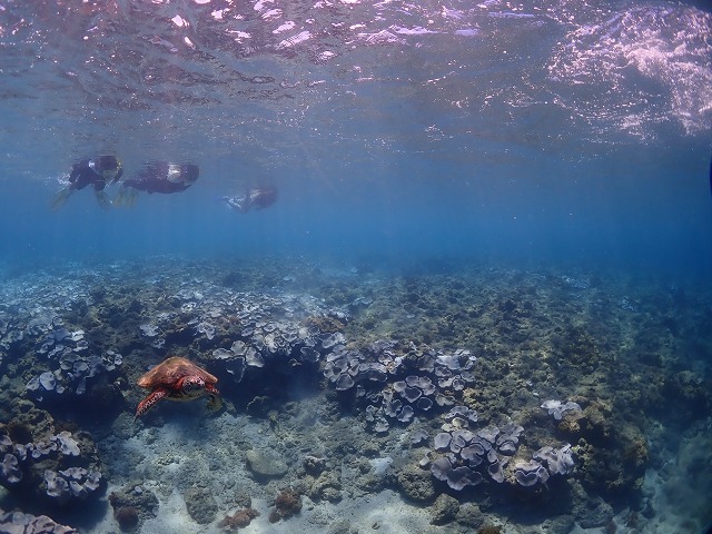 屋久島シュノーケリングの写真