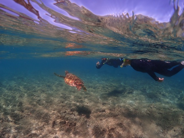 屋久島シュノーケリングの写真