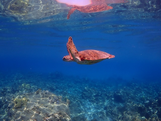 屋久島シュノーケリングの写真